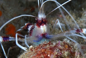 Birmanie - Mergui - 2018 - DSC02653 - Banded coral shrimp - Grande crevette nettoyeuse - Stenopus hispidus